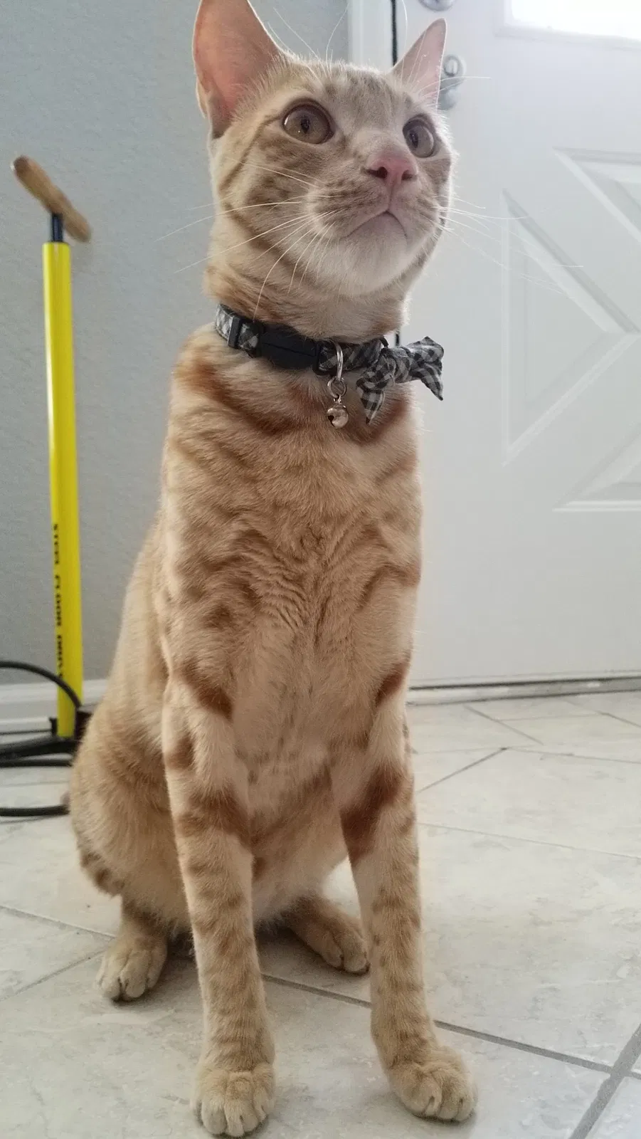 Lost cat in Aurora, CO, 80013