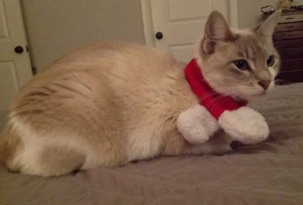 Lost cat in Corpus Christi, TX, 78414