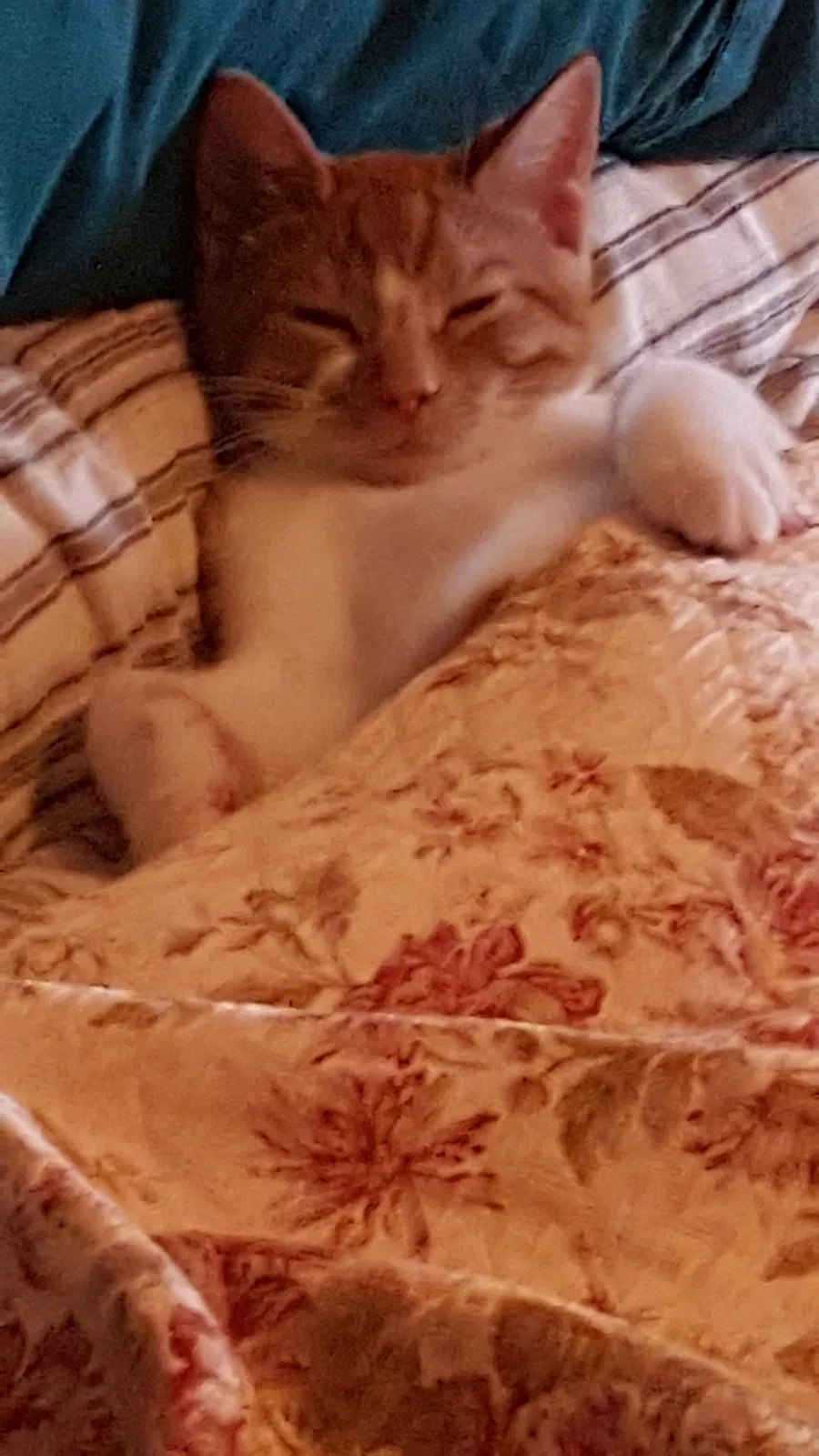 Lost cat in Amsterdam, NY, 12010