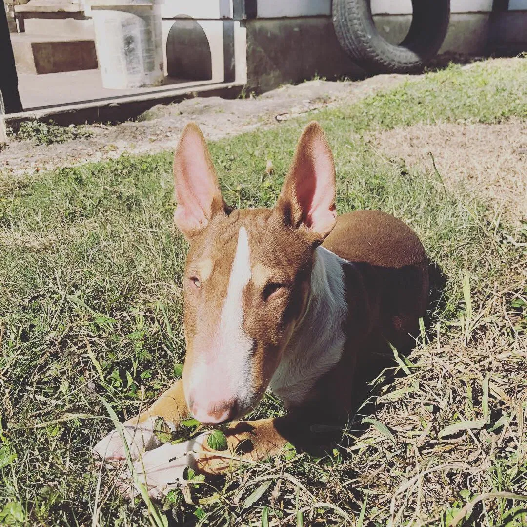 Lost dog in San Antonio, TX, 78201