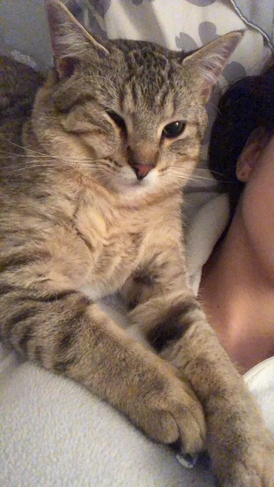Lost cat in Springfield, MO, 65807