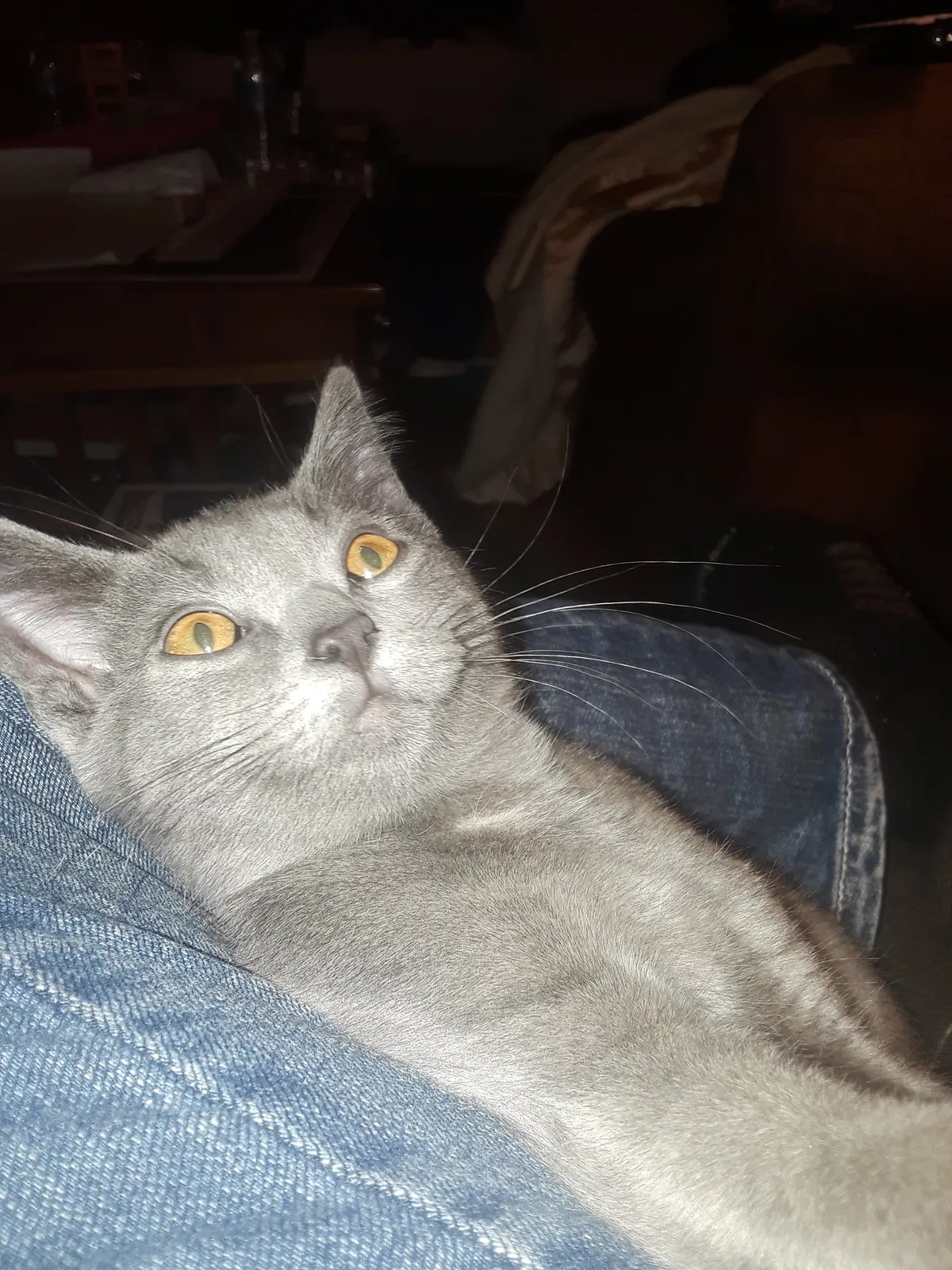 Lost cat in Newark, OH, 43055