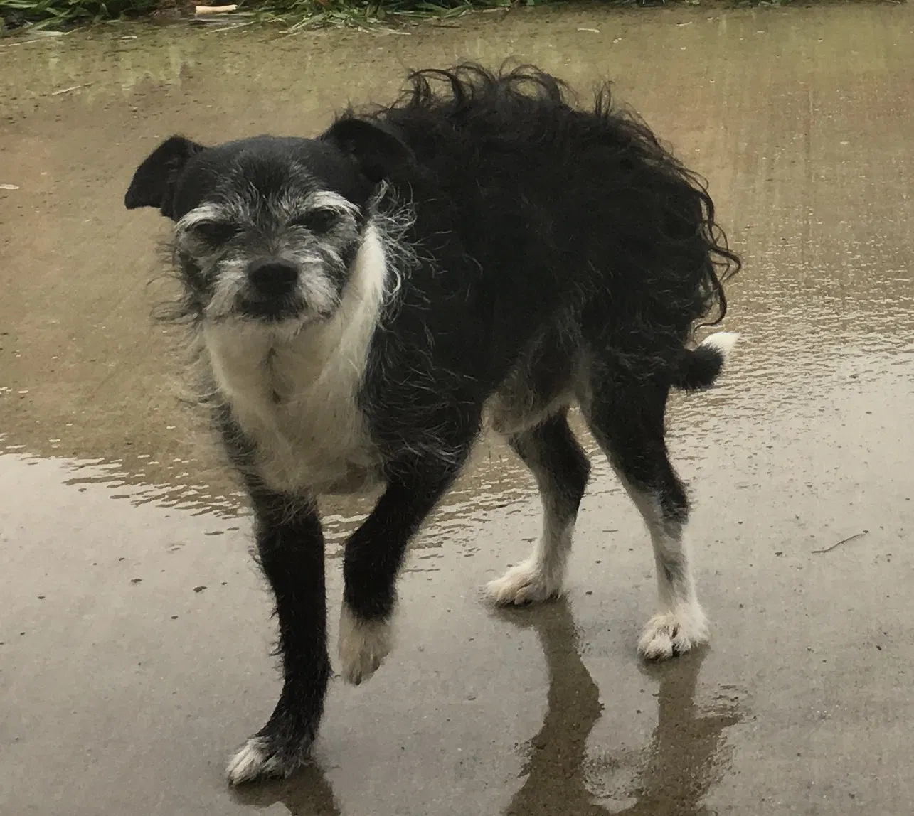Lost dog in Elk Grove, CA, 95624