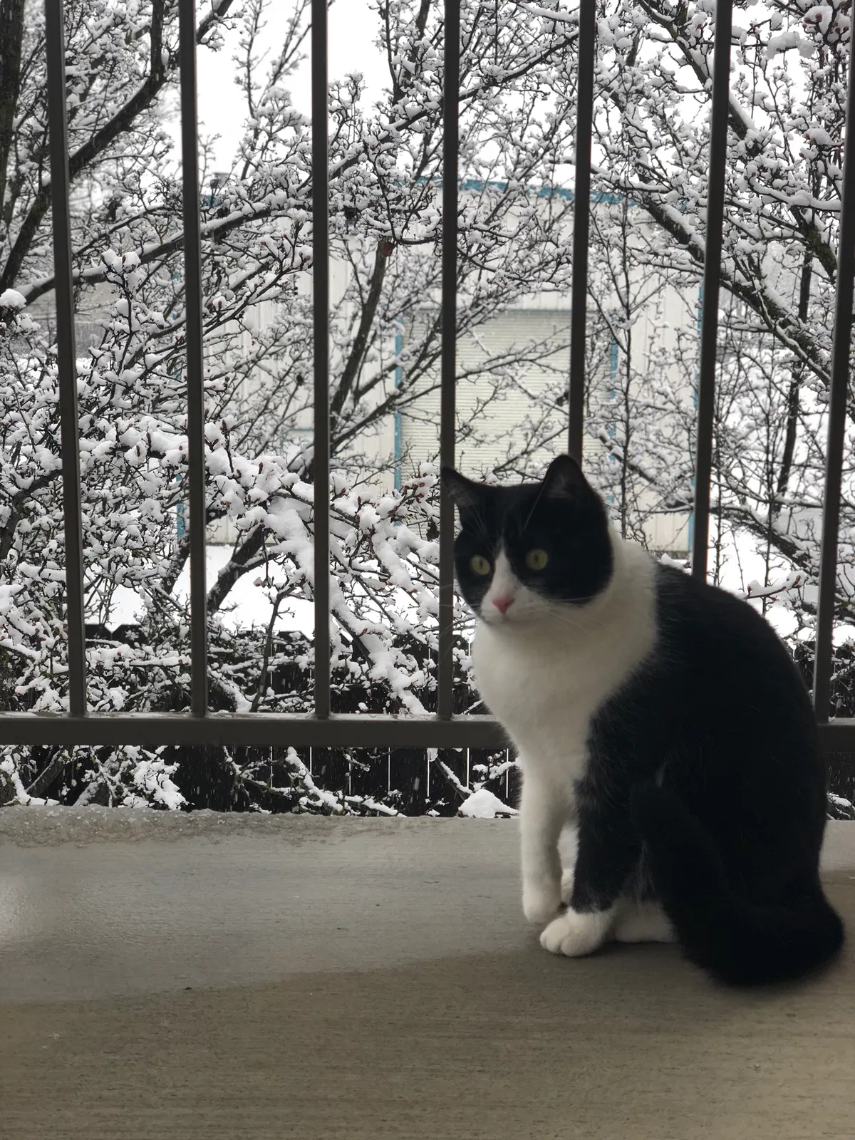 Lost cat in Medford, OR, 97504