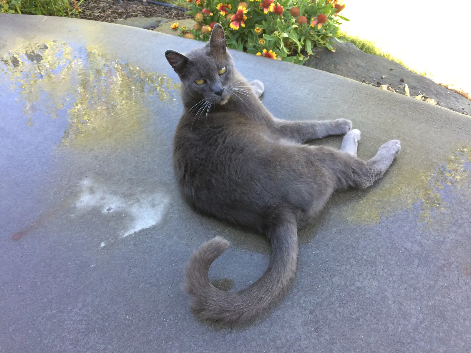 Lost cat in Prineville, OR, 97754