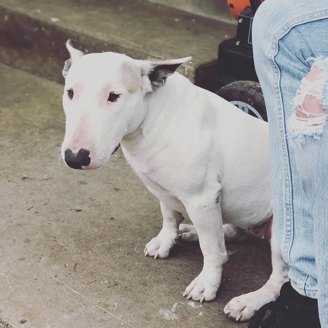 Lost dog in San Antonio, TX, 78201