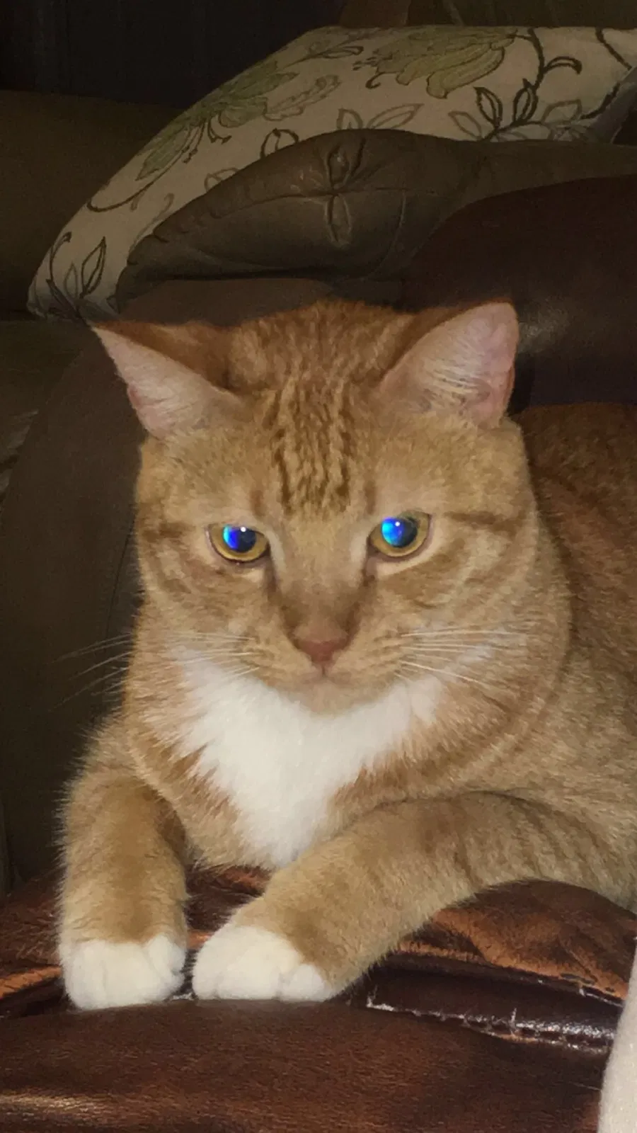 Lost cat in Jacksonville, FL, 32228