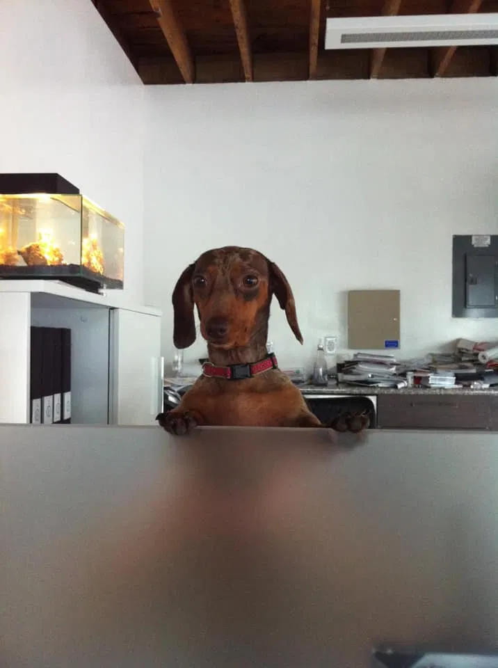 Lost dog in Columbus, OH, 43201