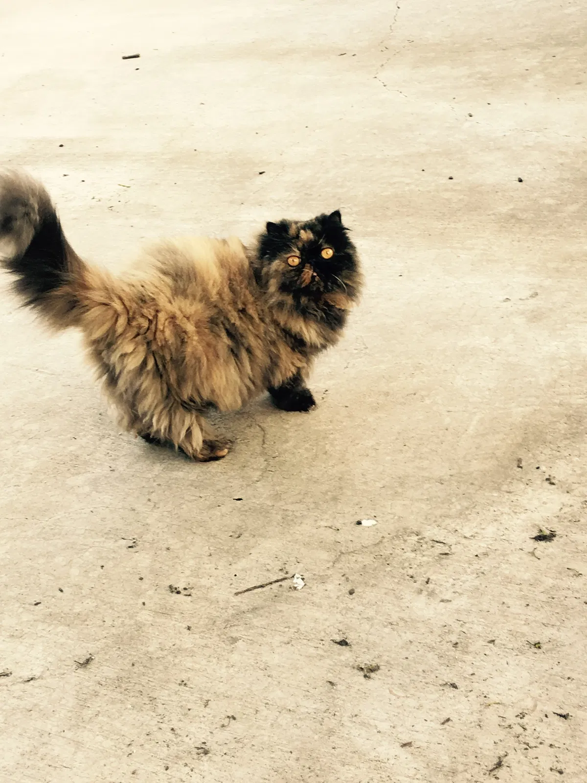 Lost cat in Fort Worth, TX, 76135