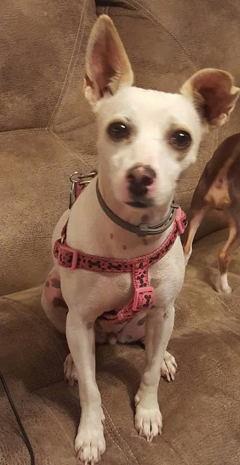 Lost dog in Hanceville, AL, 35077