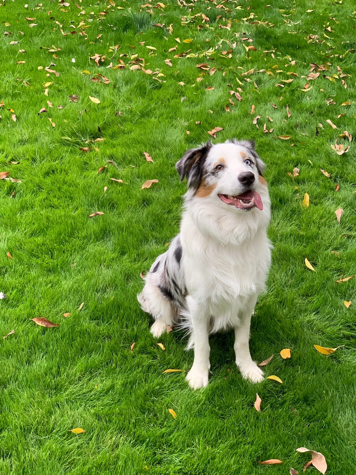 Lost dog in Avondale, AZ, 85323
