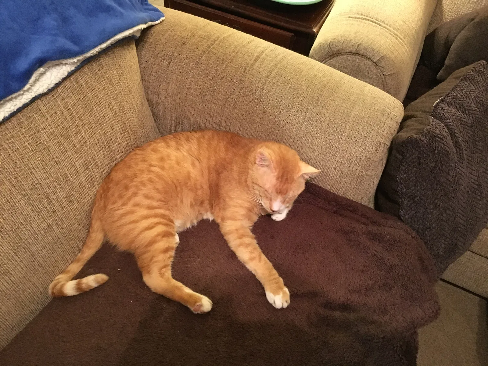 Lost cat in New Braunfels, TX, 78130