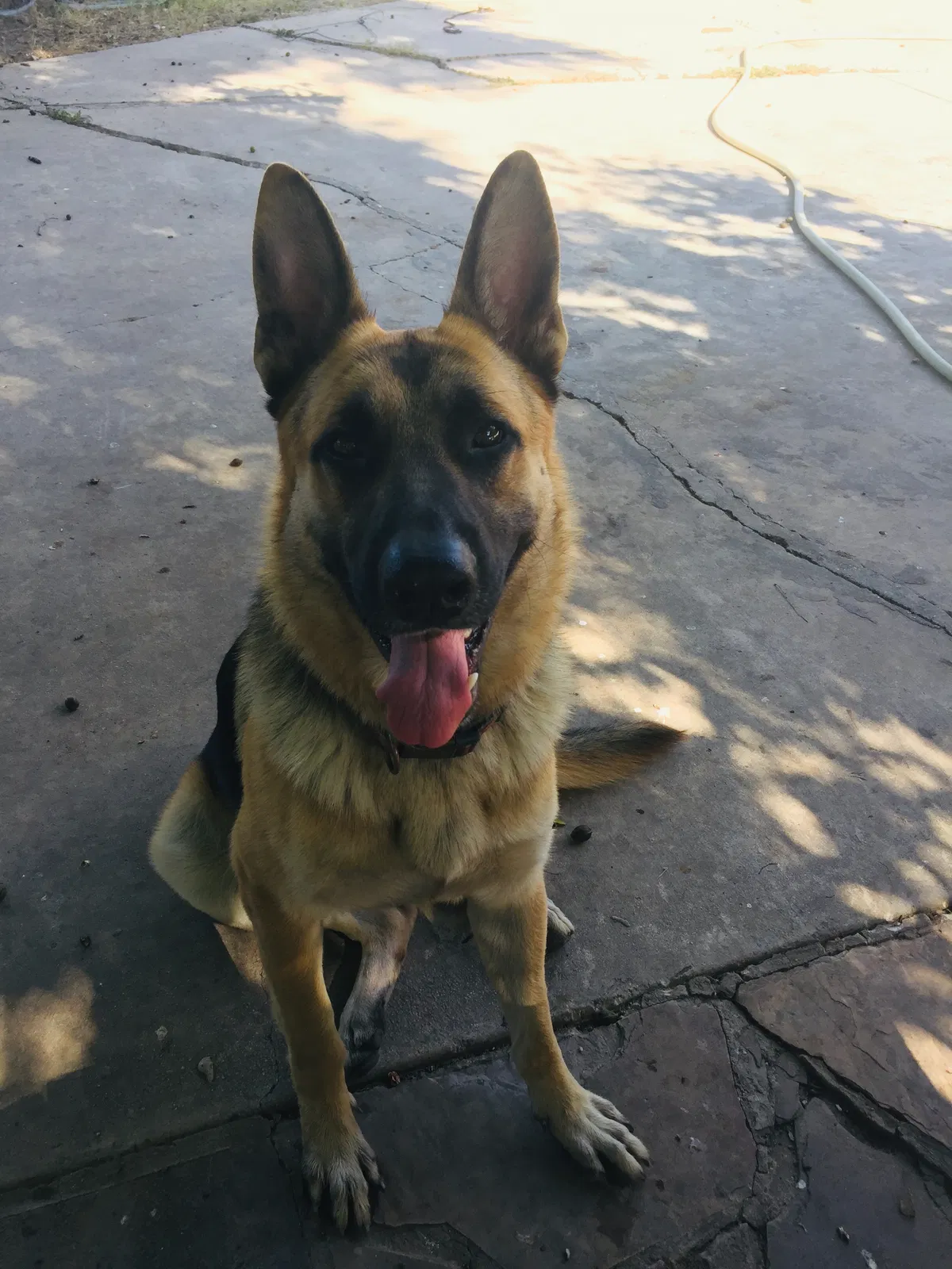 Lost dog in San Antonio, TX, 78201