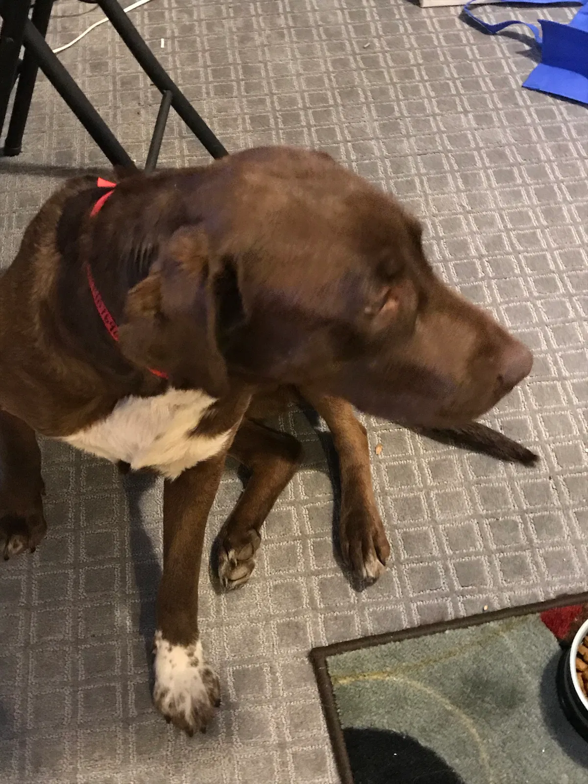 Lost dog in Fountain, CO, 80817