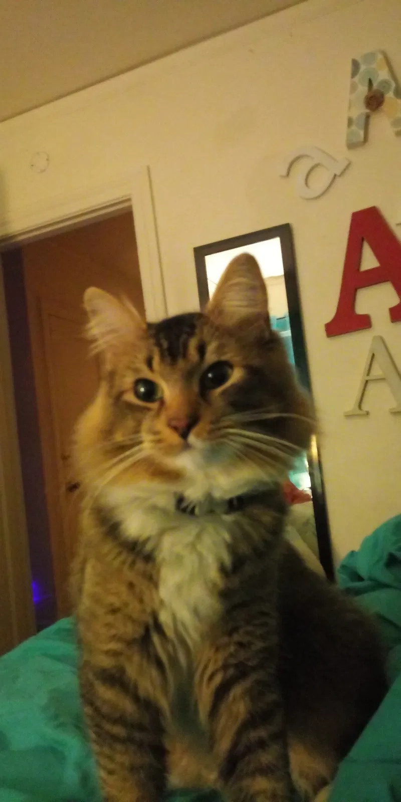 Lost cat in Seattle, WA, 98115