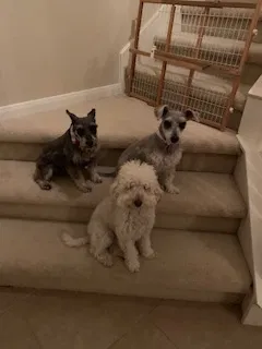 Lost dog in Katy, TX, 77449