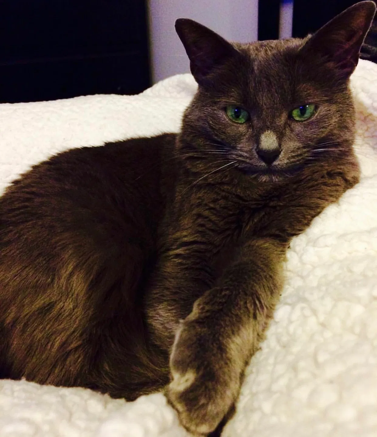 Lost cat in Louisville, KY, 40223