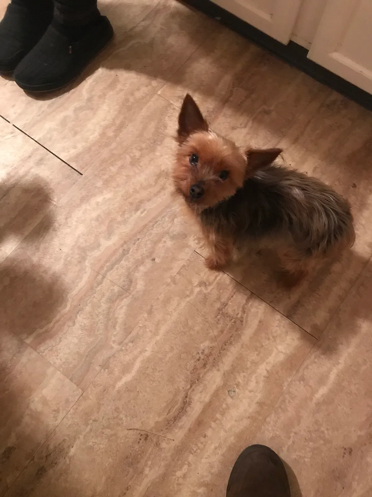 Lost dog in Newport News, VA, 23607