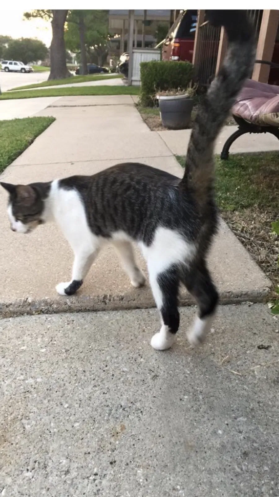 Lost cat in Carrollton, TX, 75006