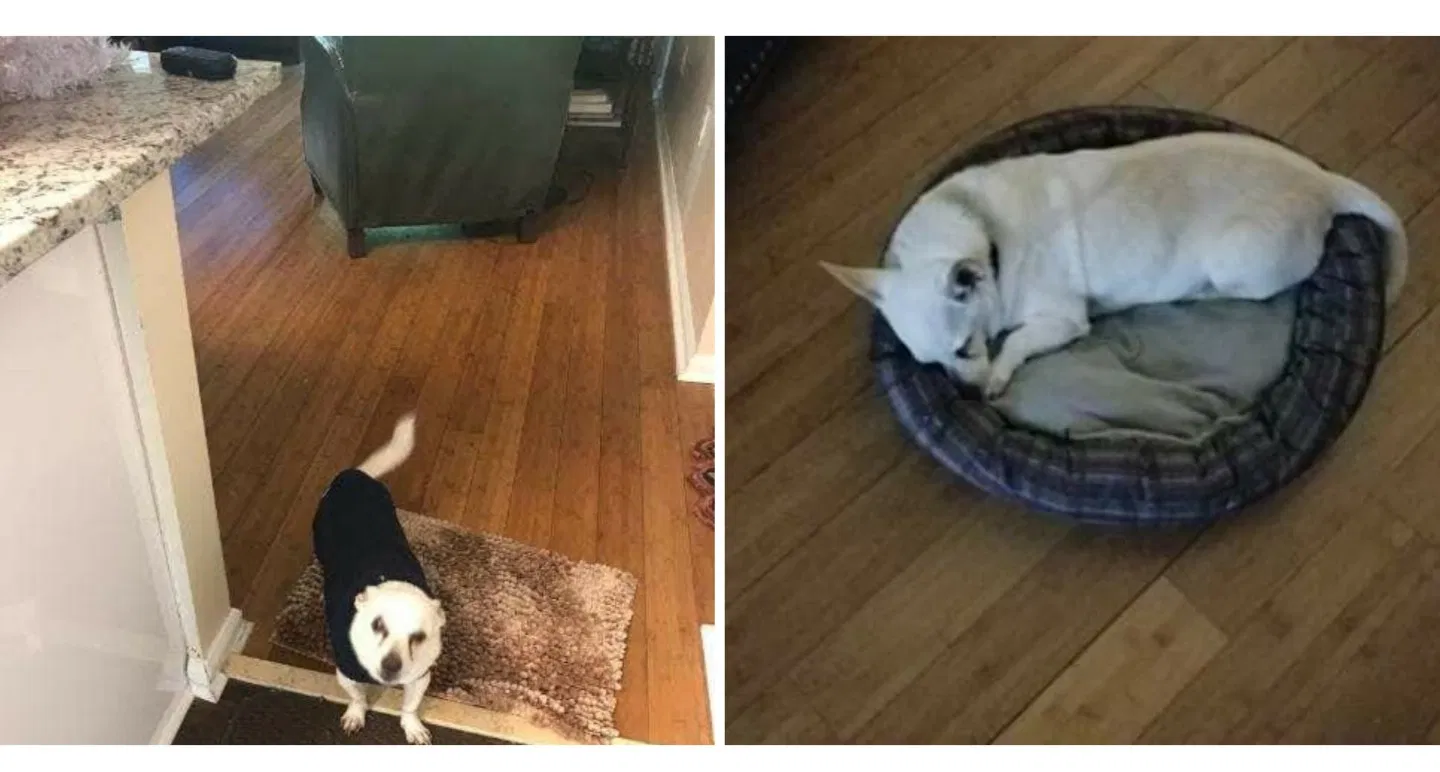 Lost dog in Midway, GA, 31320