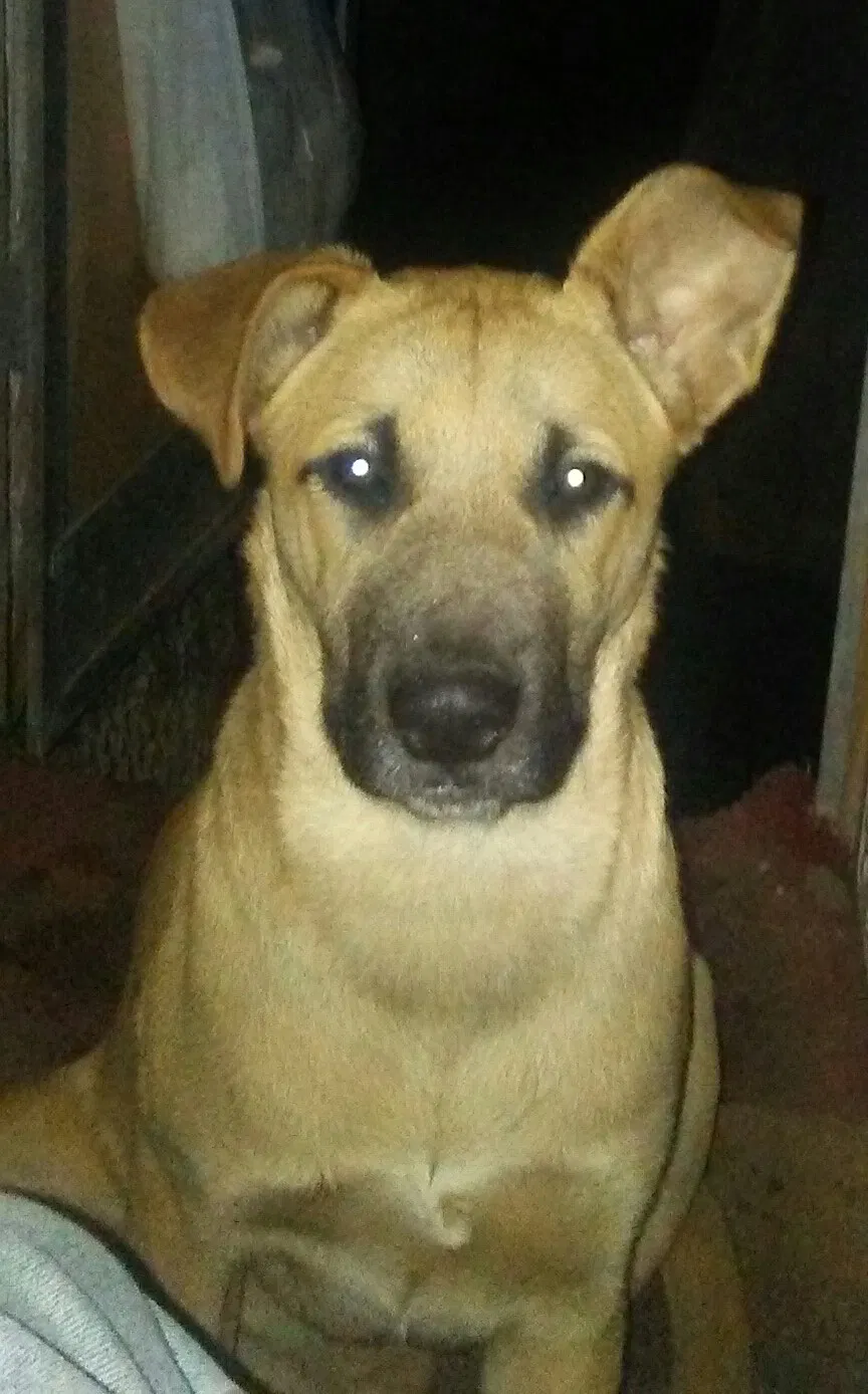 Lost dog in Clearlake, CA, 95422