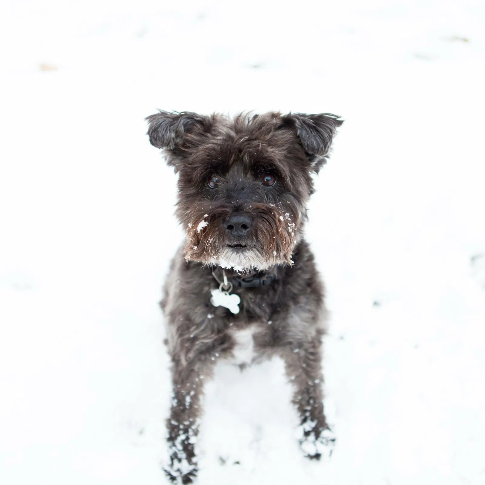 Lost dog in Morris Plains, NJ, 7950