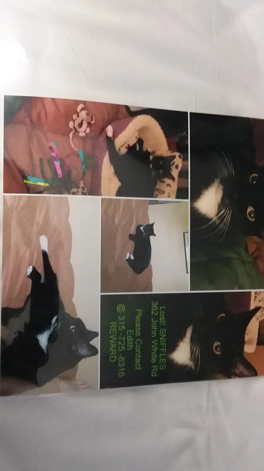 Lost cat in Unknown, FL, 43425