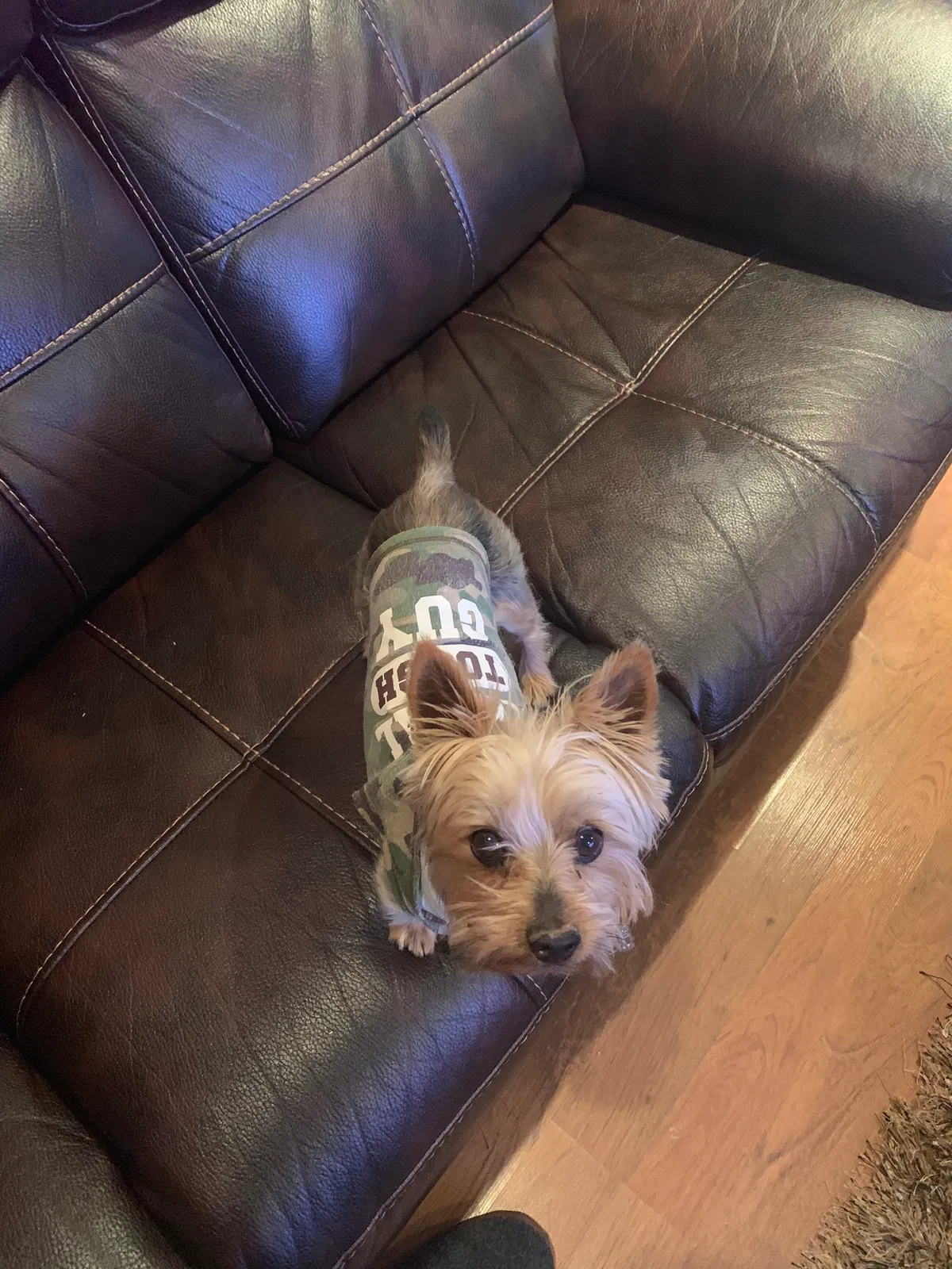 Lost dog in El Paso, TX, 79912