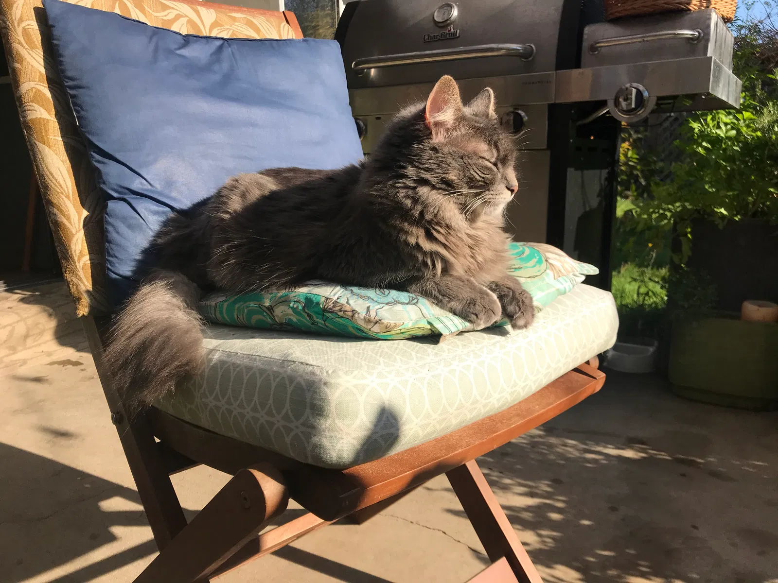 Lost cat in Mountlake Terrace, WA, 98043