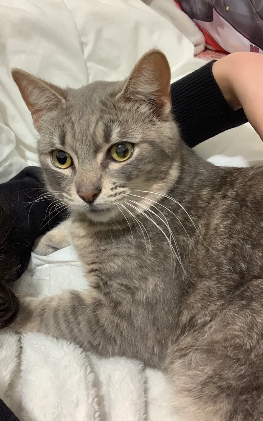 Lost cat in Oakland, CA, 94601