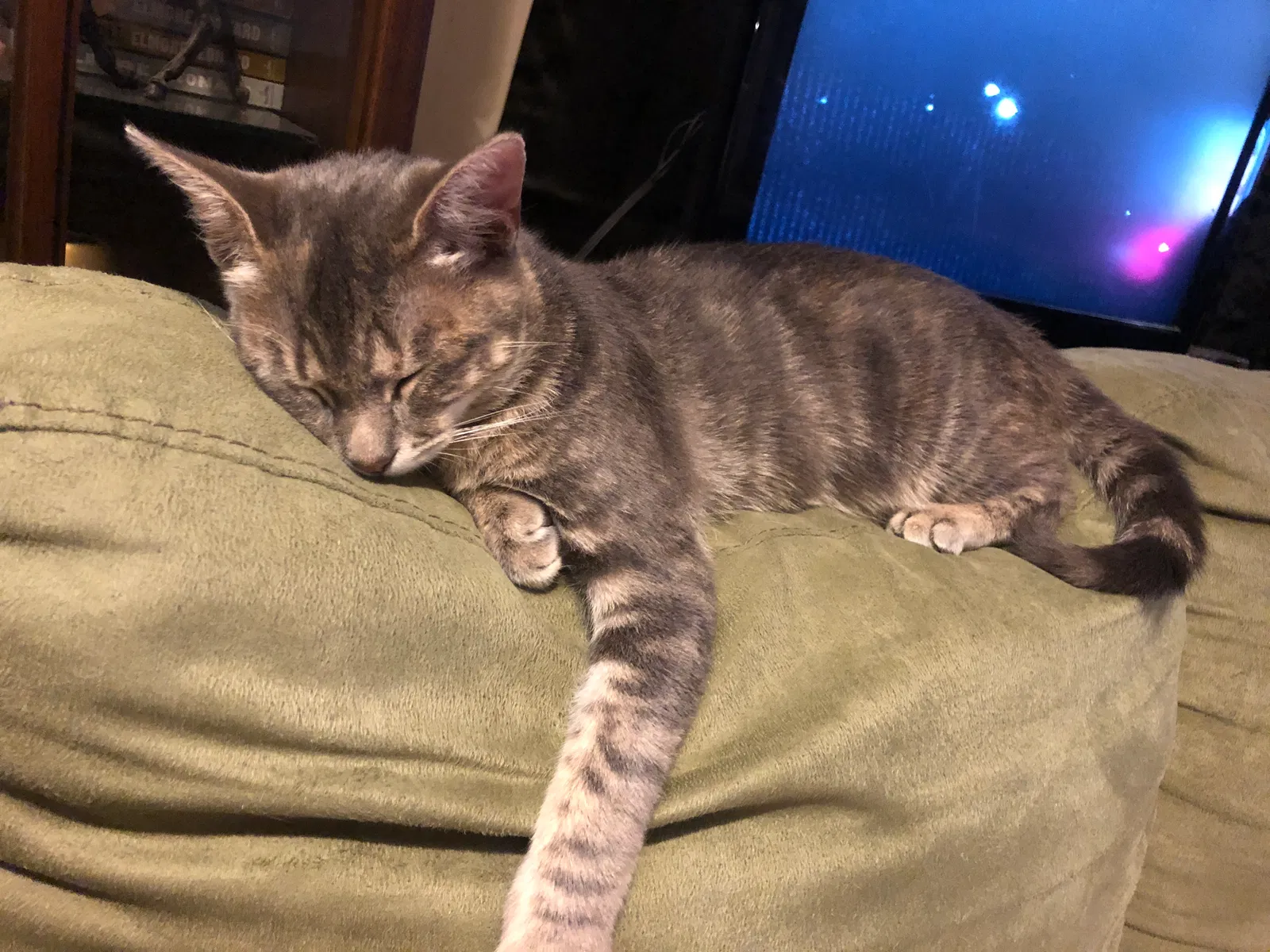 Lost cat in Corpus Christi, TX, 78408