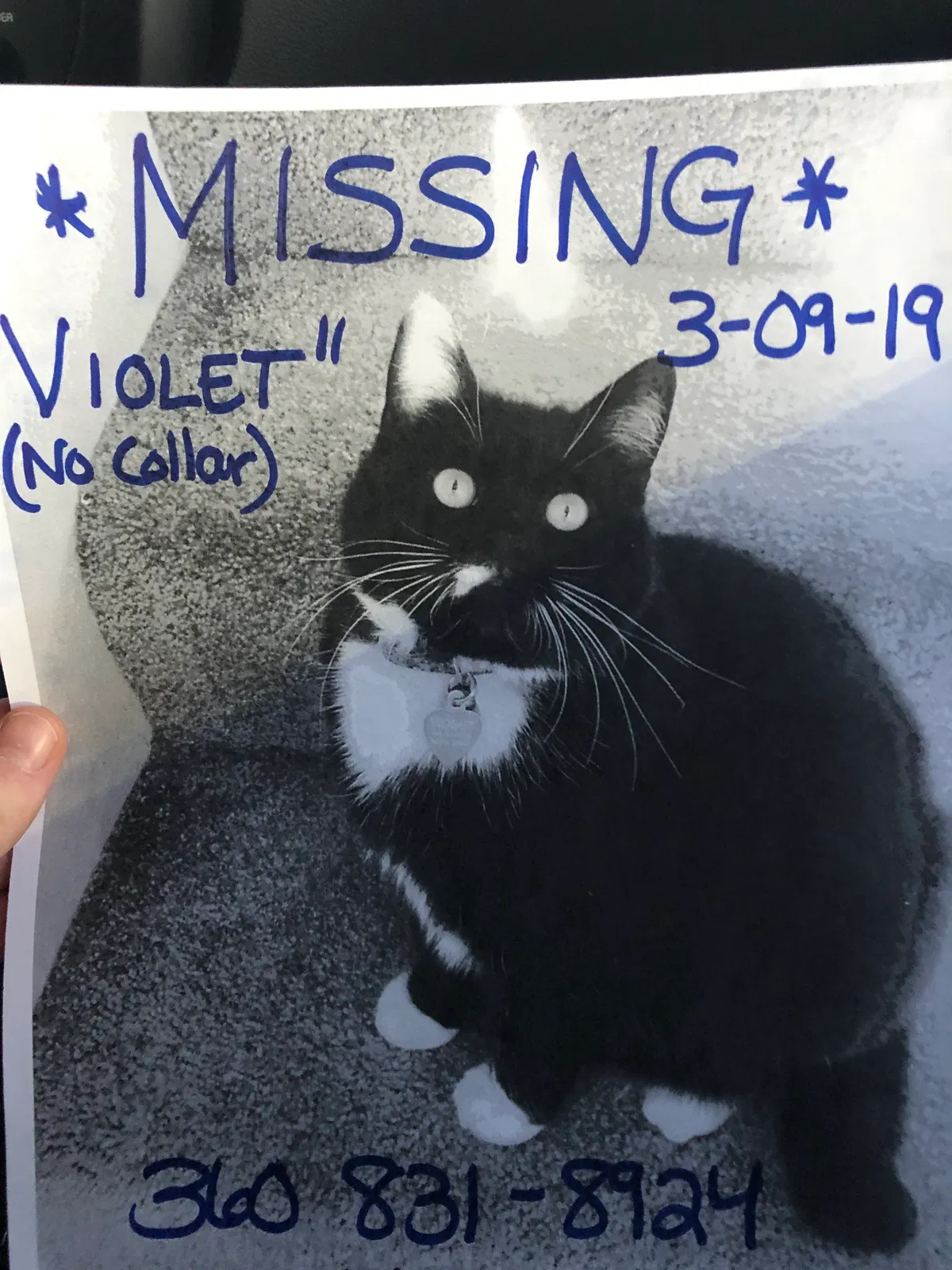 Lost cat in Vancouver, WA, 98663