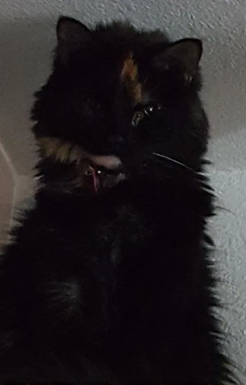Lost cat in Flushing, MI, 48433