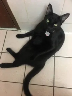 Lost cat in Elmhurst, NY, 11373