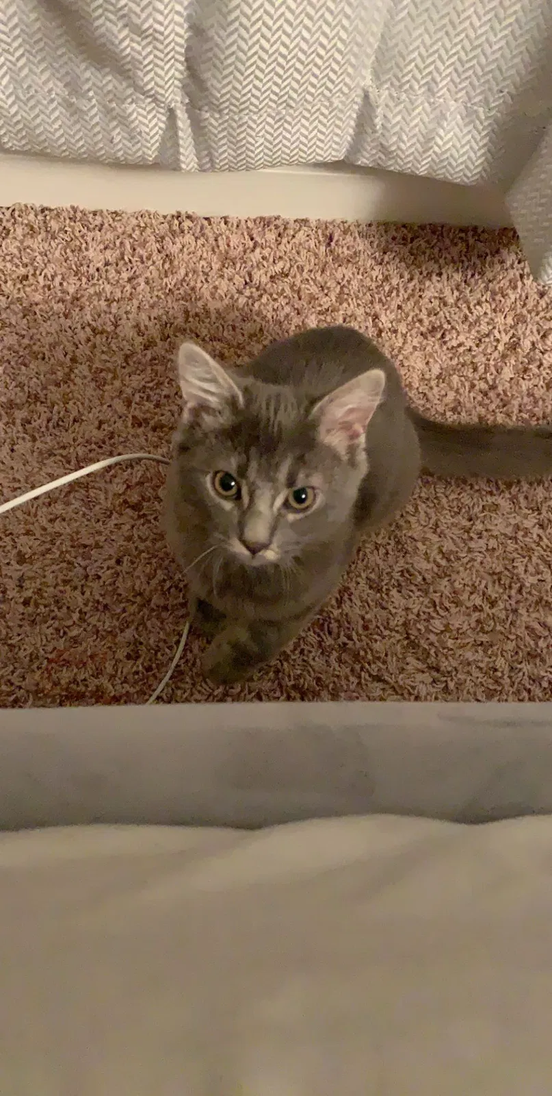 Lost cat in Johnson City, TN, 37604