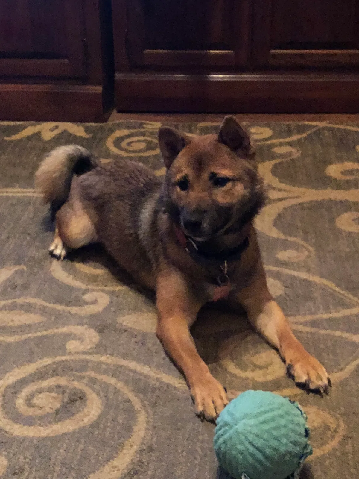 Lost dog in Olmsted Falls, OH, 44138