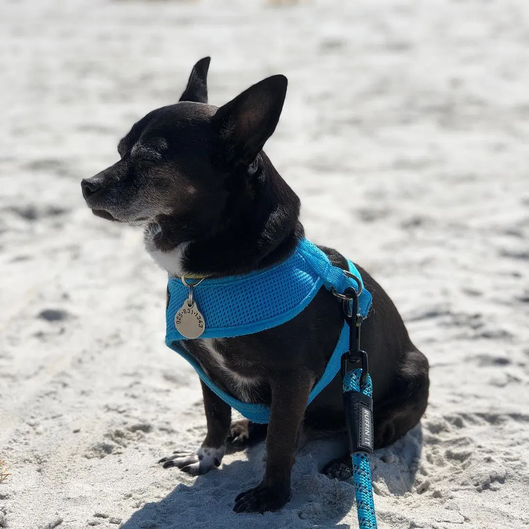 Lost dog in Danville, CA, 94526