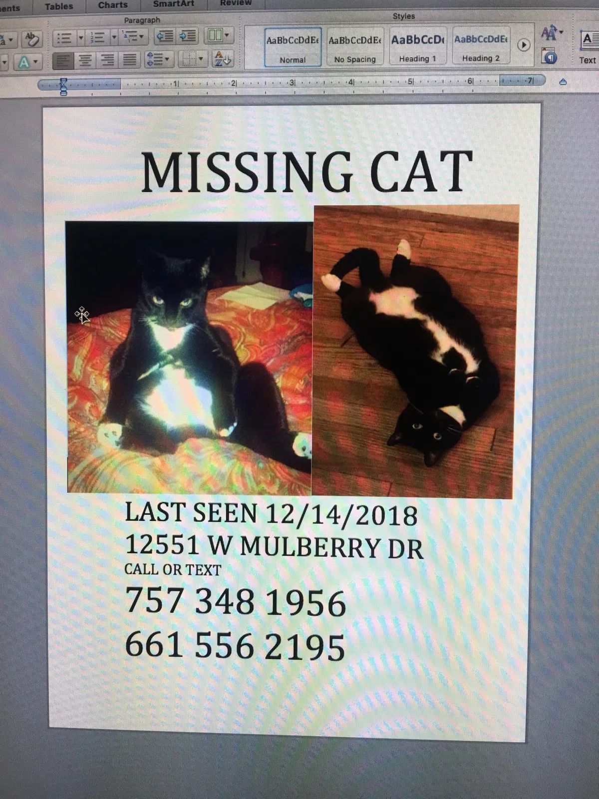 Lost cat in Avondale, AZ, 85392