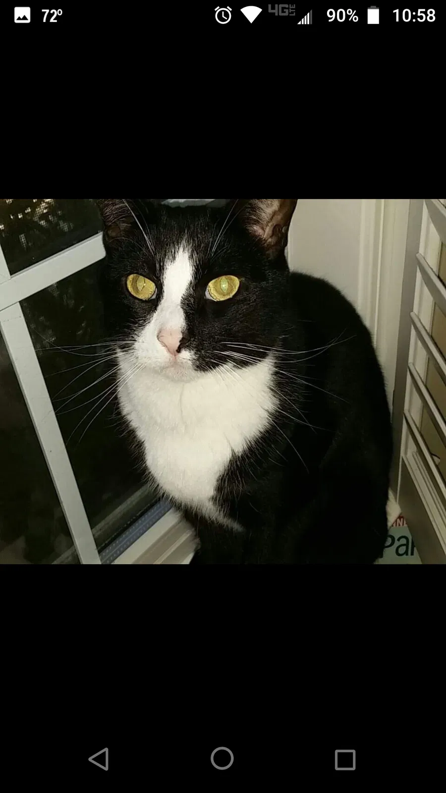 Lost cat in Statesboro, GA, 30461