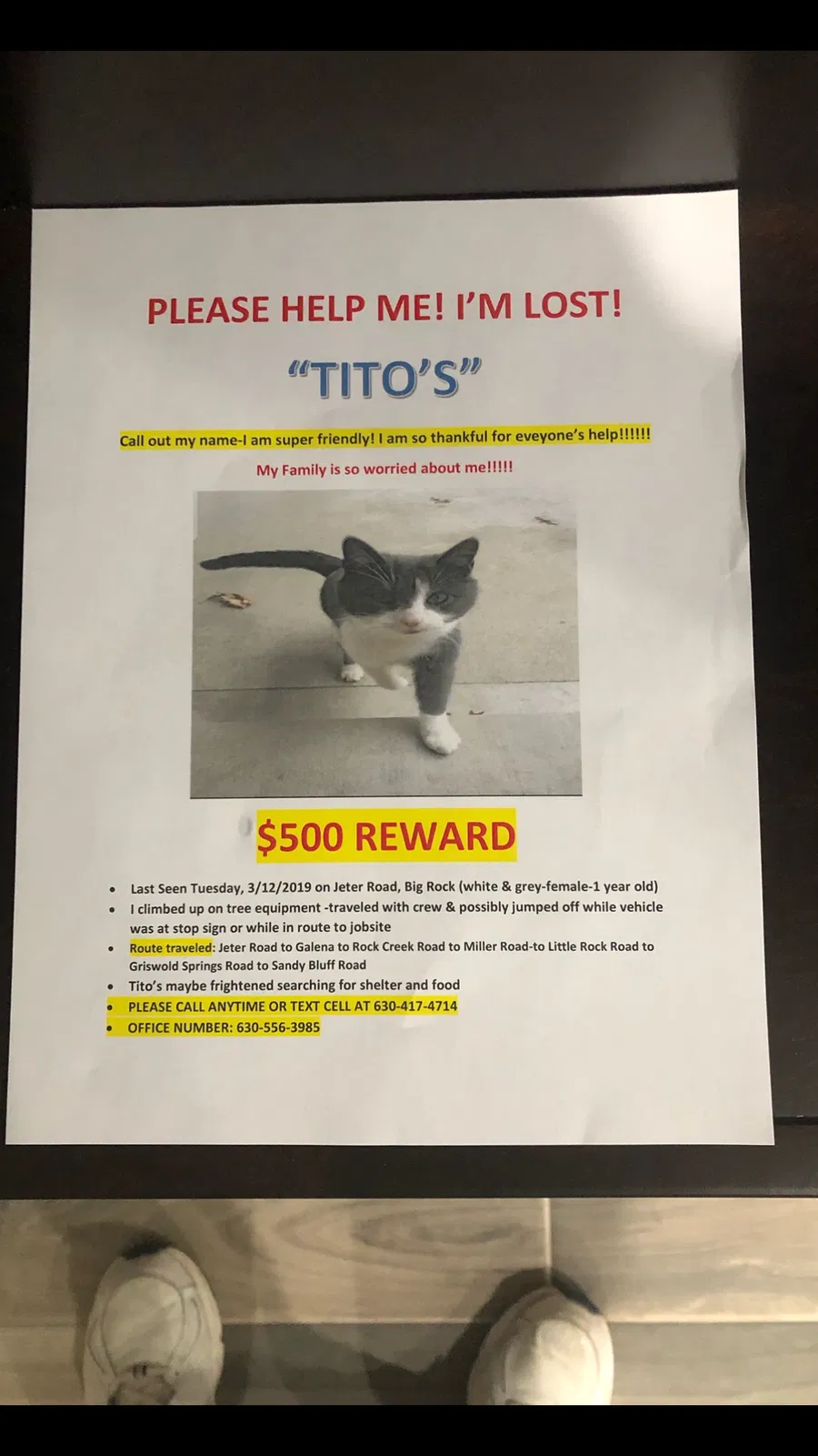 Lost cat in Big Rock, IL, 60511