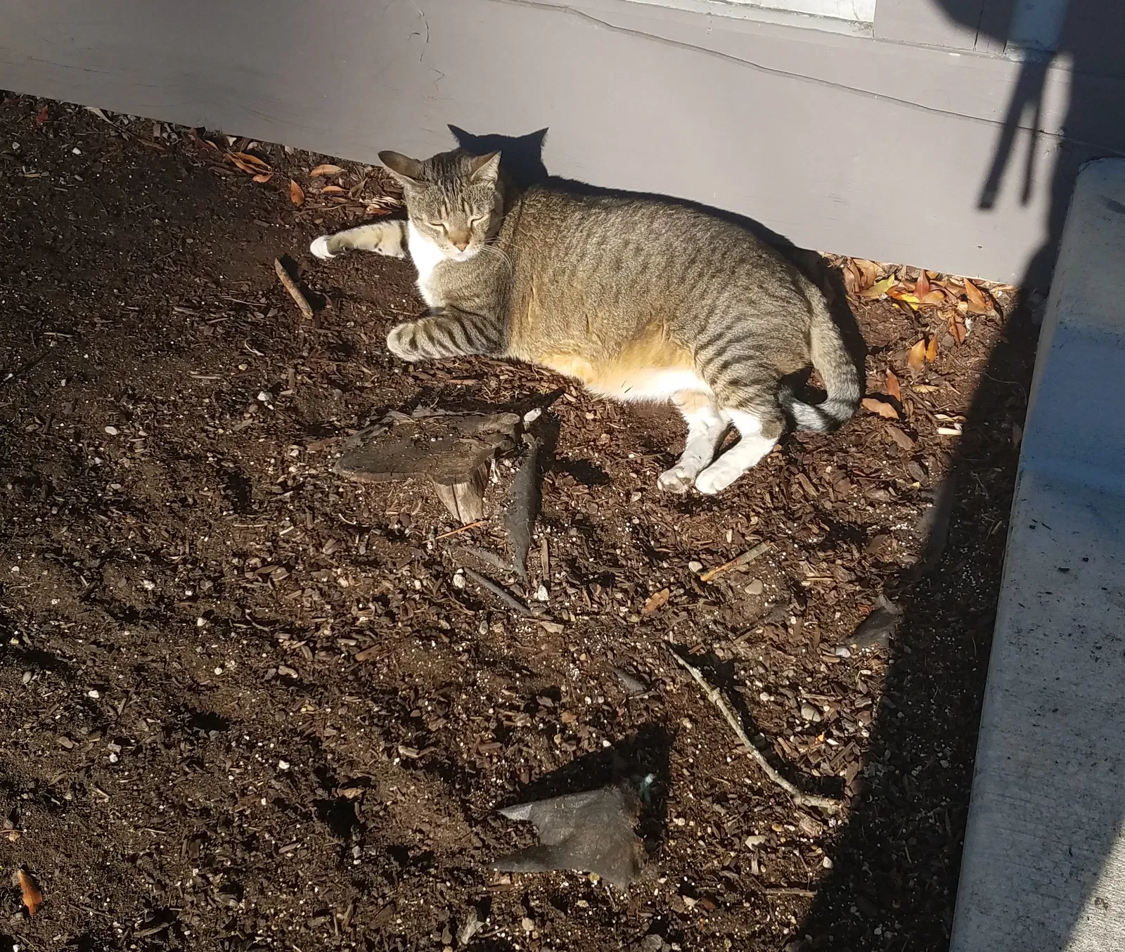 Lost cat in Mountlake Terrace, WA, 98043