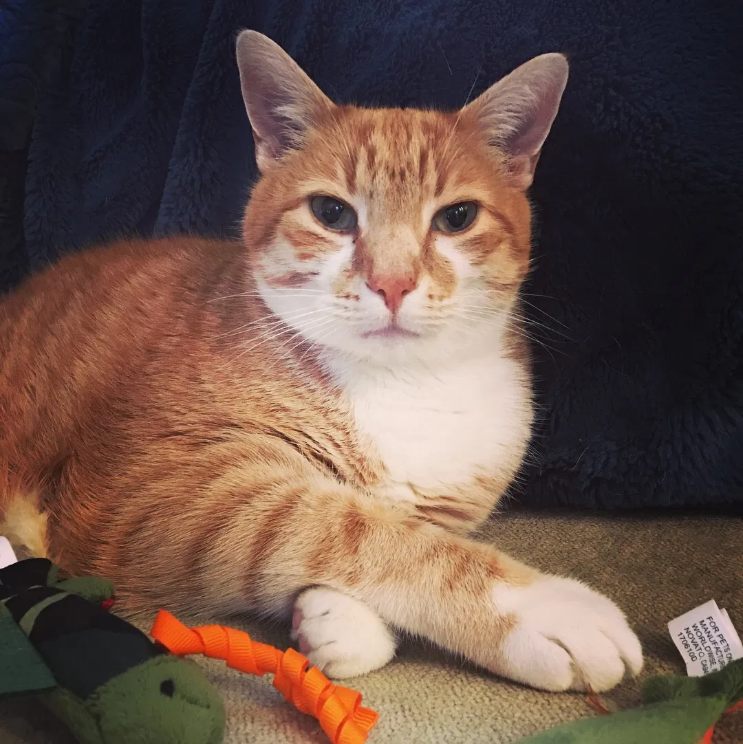 Lost cat in Wilmington, NC, 28403