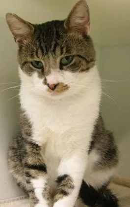 Lost cat in Cleveland, OH, 44120