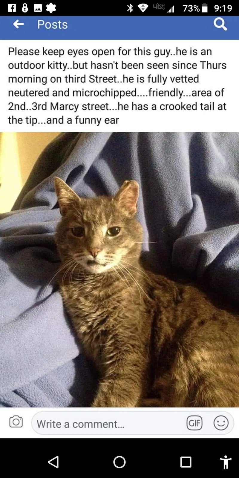 Lost cat in Plymouth, PA, 18651