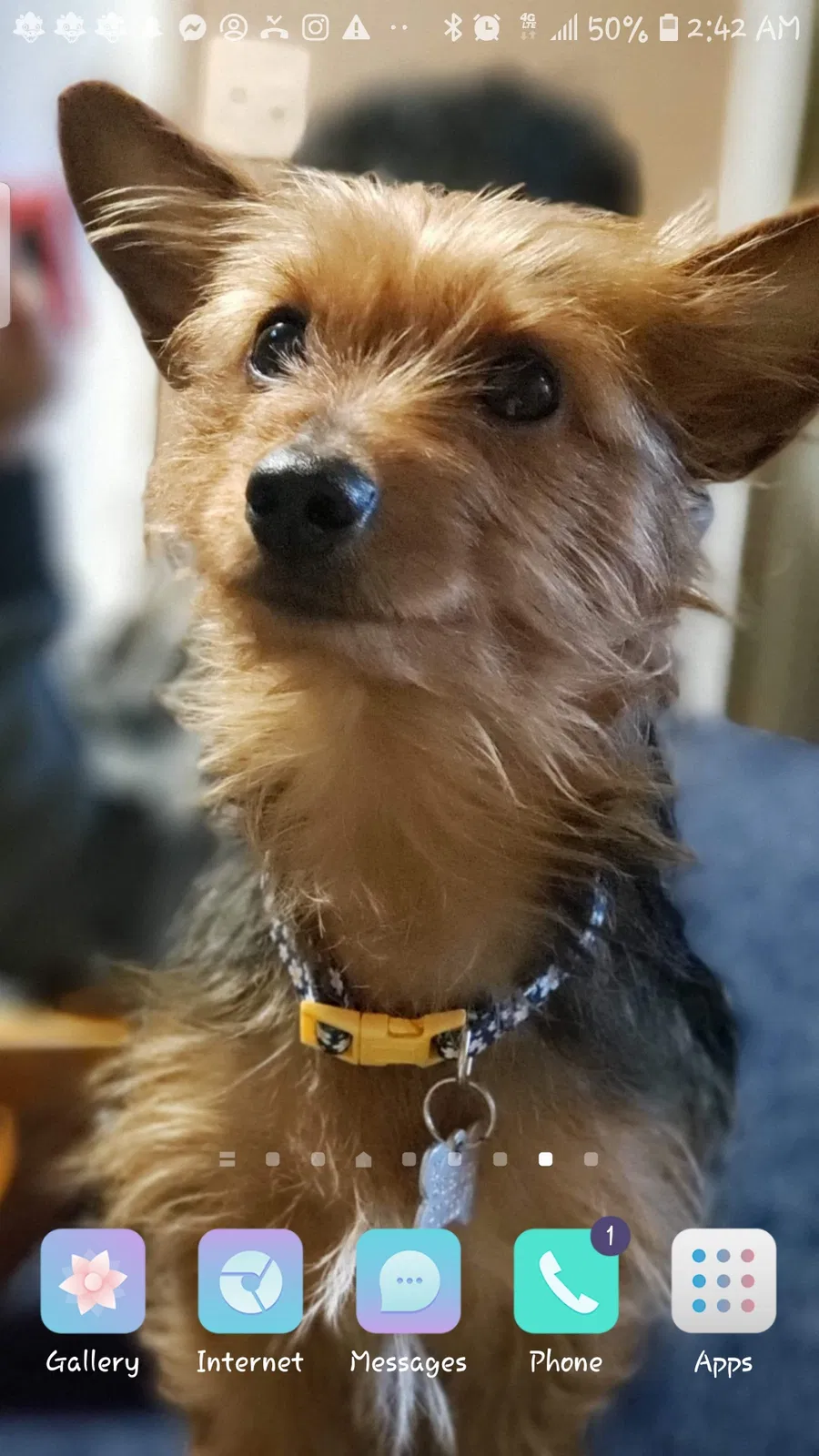 Lost dog in Jersey City, NJ, 7304