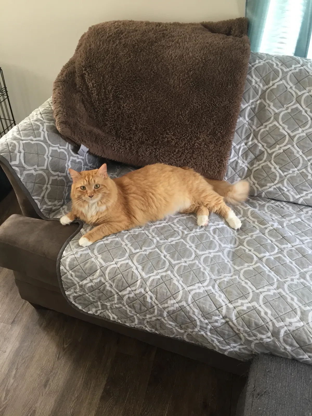 Lost cat in Mc Calla, AL, 35111
