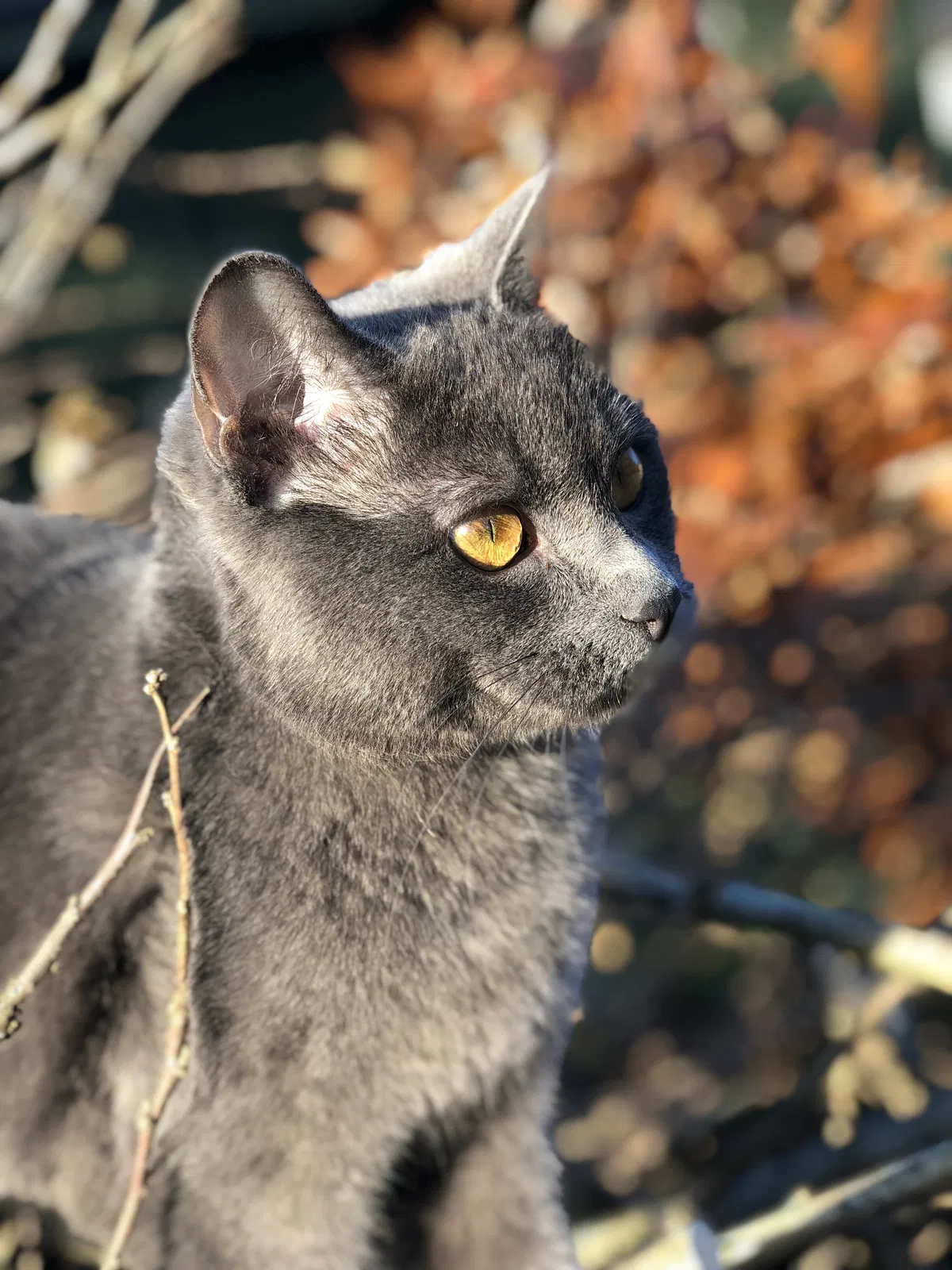 Lost cat in Middletown, OH, 45044