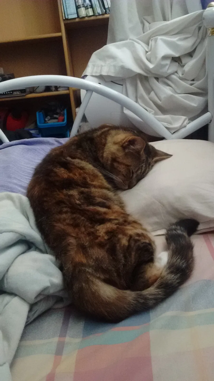 Lost cat in Merced, CA, 95340
