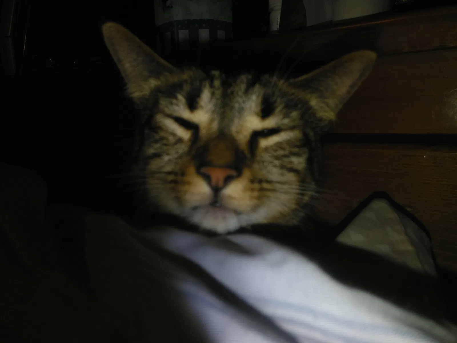 Lost cat in San Antonio, TX, 78249