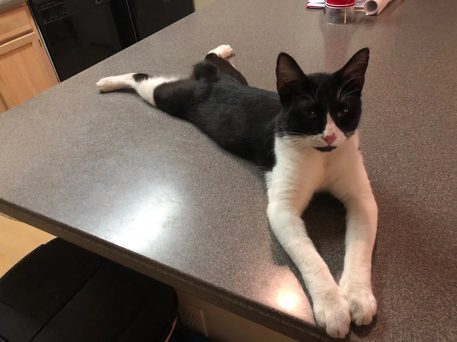 Lost cat in San Antonio, TX, 78209
